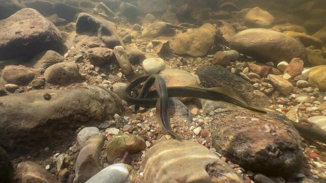 Brook lampreys (Lampetra planeri) preparing for spawning in a small creek. Estonia.