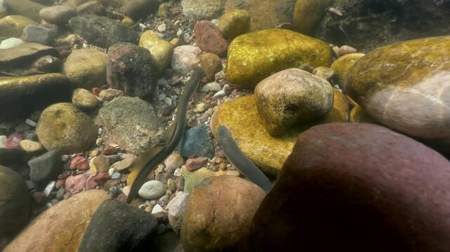Brook lamprey (Lampetra planeri) removing small stones at the spawning site, Estonia.