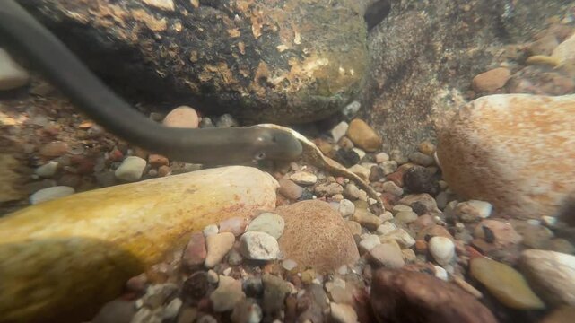 Close-up of Brook lampreys at the spawning ground. Estonia.