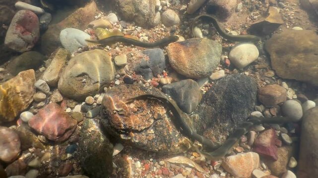 Four Brook lampreys (Lampetra planeri) at the spawning site. Estonia.