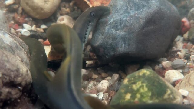 Brook lamprey (Lampetra pClose-up of Brook lamprey (Lampetra planeri) skillfully removing stones at the spawning site, Estonia.laneri)
