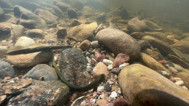 Brook lamprey (Lampetra planeri) overestimates its ability to remove rocks. Estonia.