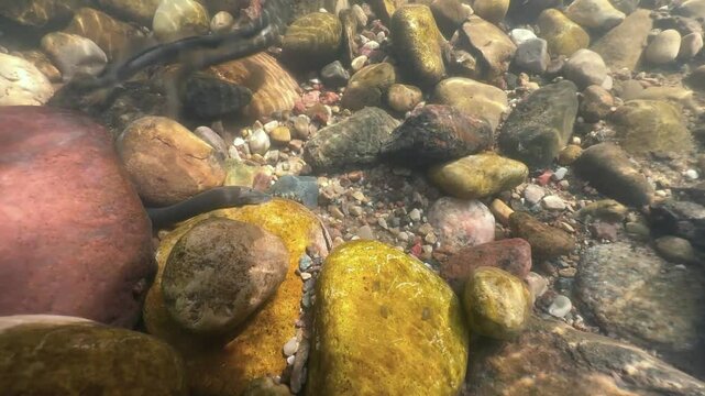 Brook lampreys (Lampetra planeri) fighting at the spawning site, Estonia.