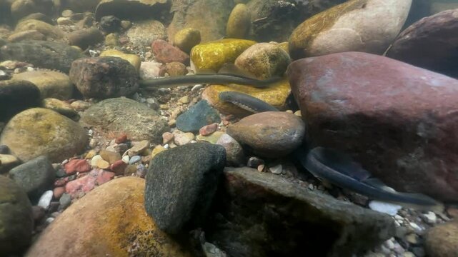 Brook lamprey (Lampetra planeri) quickly removes a small stone at the spawning site, Estonia.