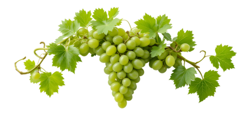 Full bunch of green grapes with curling grapevine leaves, perfectly isolated on white, high-resolution image, minimalistic and clean composition.