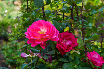 pink rose bush in garden