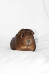 Cute Brown Female Guinea Pig on White Background