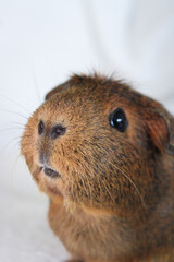 Cute Brown Female Guinea Pig on White Background