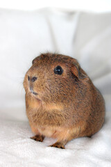 Cute Brown Female Guinea Pig on White Background