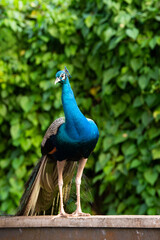 Obraz premium Blue peacock or peafowl bird walking through a tropical garden in South India, male with eye spotted colorful tail feathers