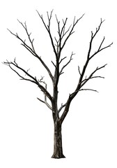 Obraz premium Winter's Silhouette