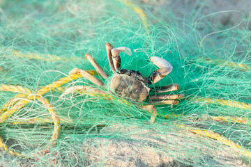 Dead mud crab caught in a fishing net on the beach of Goa, Arabian Sea, ocean animal 