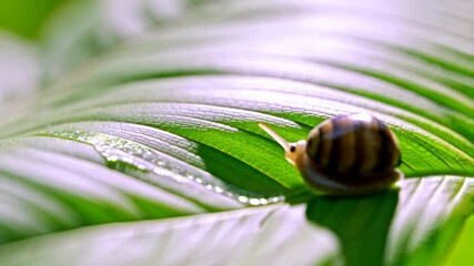 Snail crawling across large bright green leaf, dew drops clinging to plant surface in macro detail