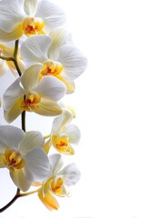 Fototapeta premium Elegant White and Yellow Orchid Flowers Blooming on Stem, Close-Up Studio Shot on White Background, Floral Beauty