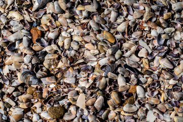 Close-up of multiple styles and sizes of sea shells in their natural beach environment
