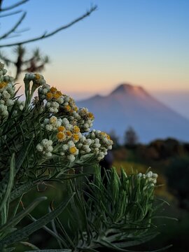 flowers in the mountains