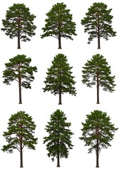 Nine Pines: A Study in Evergreen Variation