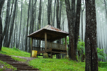 Wooden Structure in a Foggy Woodland