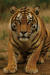 Obraz premium tiger in the wild