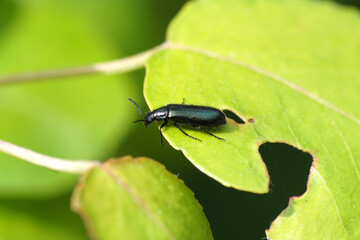 Beetle Dasytes. Probably Dasytes caeruleus, synonym Dasytes cyaneus. Family Melyridae. On a pear leaf. Spring, May, Netherlands