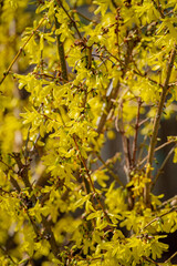 Forsythia branches bloom with bright yellow flowers, marking the arrival of spring