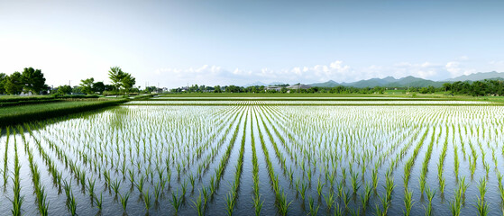 Expansive Rice Paddy Field Under Sunny Sky