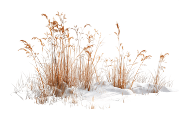Dried Grasses in Winter Snow, PNG