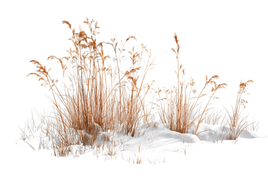Dried Grasses in Winter Snow, PNG