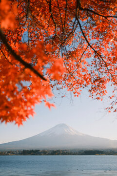 Scenic view of Mount Fuji during Momiji season at sunset with red foliage