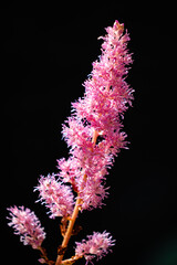 Bright pink flowers bloom beautifully against a dark background, showcasing their details