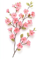 Delicate pink cherry blossom branch against a clean white background studio shot floral spring bloom botanical nature