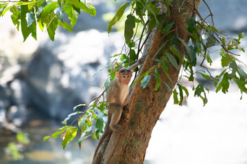 Rhesus monkey, barbary macaque ape climbing a tree, wildlife of Goa India, jungle and rainforest...