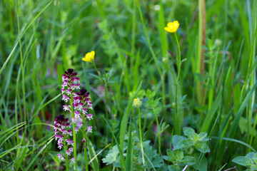 Three burnt-tip orchids (Neotinea ustulata) in wild flower meadow (Baden, Germany)