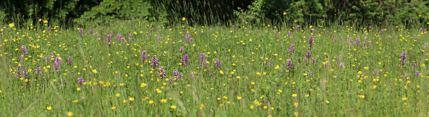 Panoramic view over wildflower meadow with pink military and lady orchids and yellow daisies (Kaiserstuhl, Germany)