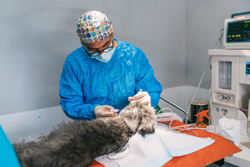 Veterinarian wearing surgical gown and mask performing surgery on a dog lying on operating table in veterinary hospital
