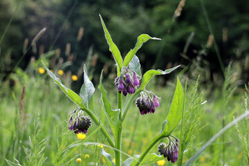 Flowering plant Symphytum officinale known as comfrey used in ancient traditional medicine (Baden, Germany)