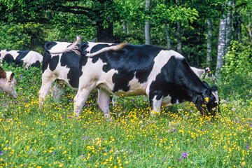 Grazing cows on a blooming meadow on a beautiful summer day