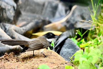 black bird on ground