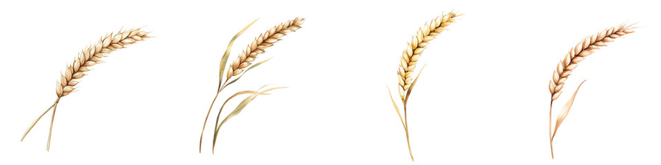 Four wheat stalks with golden grains and slender stems.