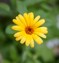yellow daisy flower