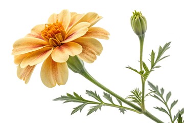 Fototapeta premium Isolated against a white backdrop, the vibrant yellow and orange calendula flower showcases its natural beauty