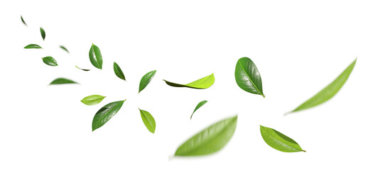 Freshness leaves flying relaxation isolated transparent backgrounds 3d rendering png