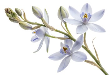 Obraz premium White spring crocus flowers, a beautiful bloom of white petals, signify spring's floral beauty
