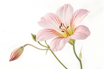 Naklejka premium A beautiful pink lily blossom, isolated against white, showcases the delicate beauty of nature's floral bloom