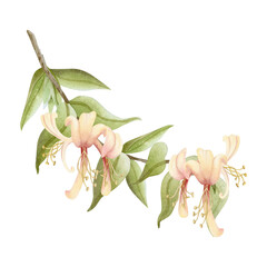 Watercolor blooming honeysuckle branch illustration isolated on white. Elegant yellow and pink spring flowers with green leaves for summer garden floral designs and fragrant goods. Vine liana plants