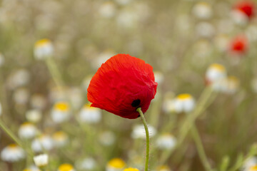 red poppy in the field