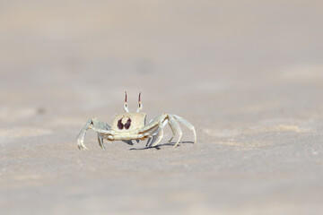 A ghost crab with its elongated eyestalks and interesting markings, scurries across the sandy beach at Hasting’s Point, New South Wales, Australia, its delicate form blending into the sandy landscape.