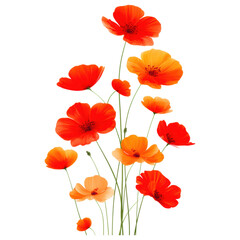 isolated transparent Background. Bright orange and red poppy flowers with delicate petals and slender green stems vibrant cluster