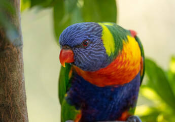 A beautiful multi-colored rainbow lorikeet, an Australian parrot, stares aggressively and looks for nectar or pollen food in an urban garden on the Gold Coast in Queensland, Australia.