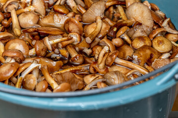 Delicious honey mushrooms in a ceramic plate . Honey fungus (Armillaria mellea) mushrooms in the bowl. Selective focus. Shallow depth of field.Mushrooms in a saucepan.